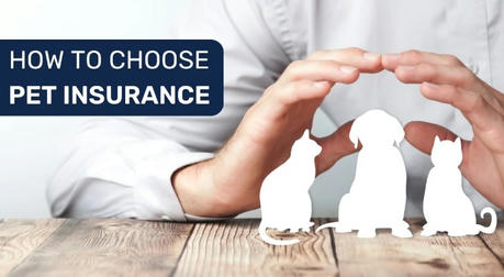 A Beginner's Guide: How To Get Insurance For Your Pet